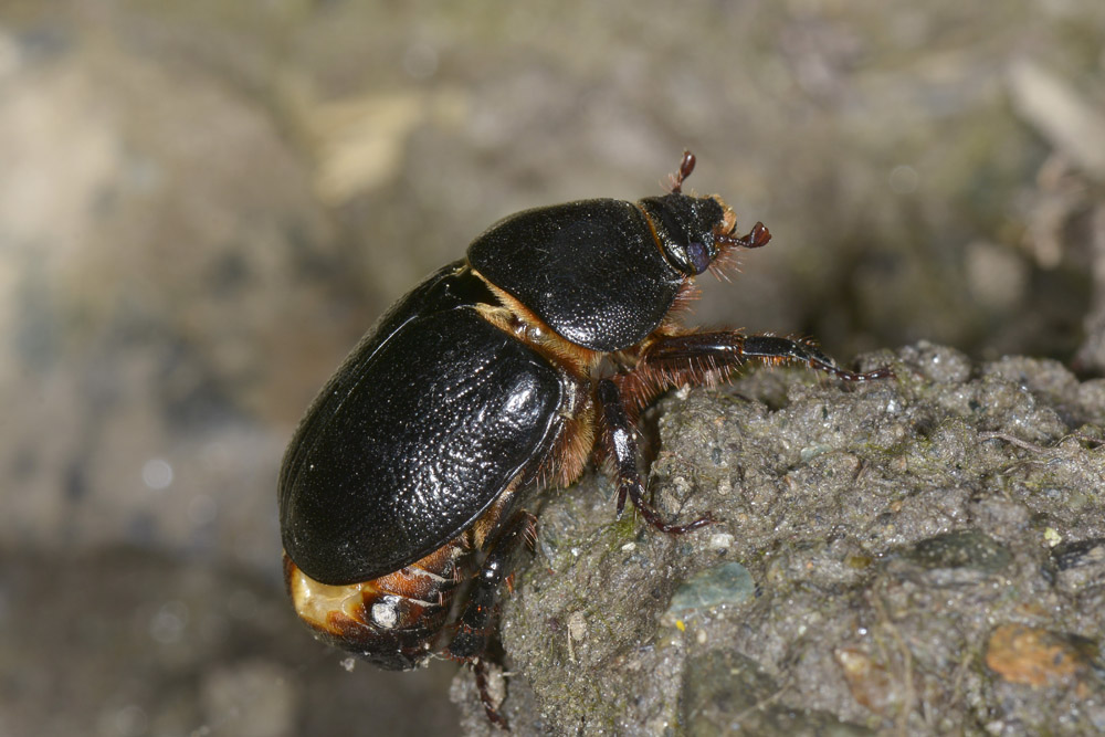 Pentodon bidens